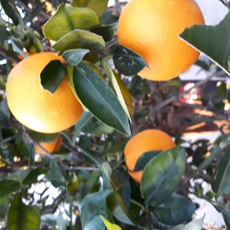 Apartman By The Sea Sladjenovici, Dubrovnik - 11531