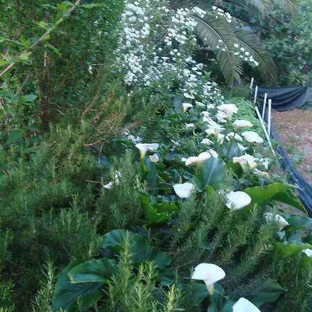 By The Sea Sladjenovici, Dubrovnik - 11531 Apartman Slano